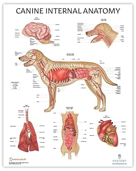 Amazon.co.jp: Anatomy Lab Canine Internal Anatomy Poster